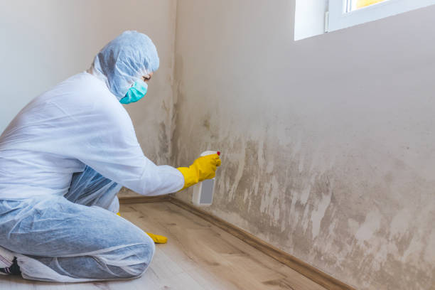 Licensed Black Mold Remediation service in Damascus, MD - 24 Hour Mold Removal