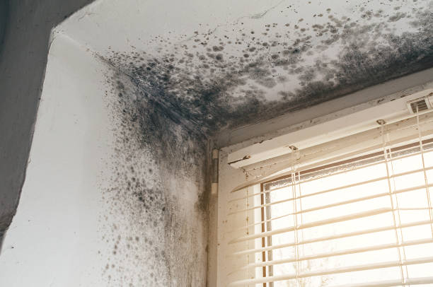 Affordable Black Mold Remediation solutions in Damascus, MD
