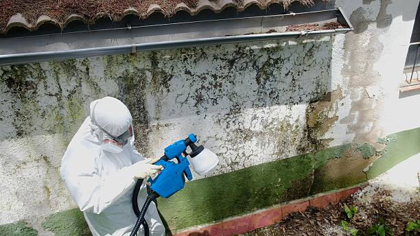Top rated local Black Mold Remediation specialists in Damascus, MD
